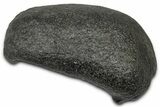 Large Fossil Whale Ear Bone - South Carolina #340261-1